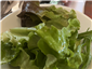 side salad